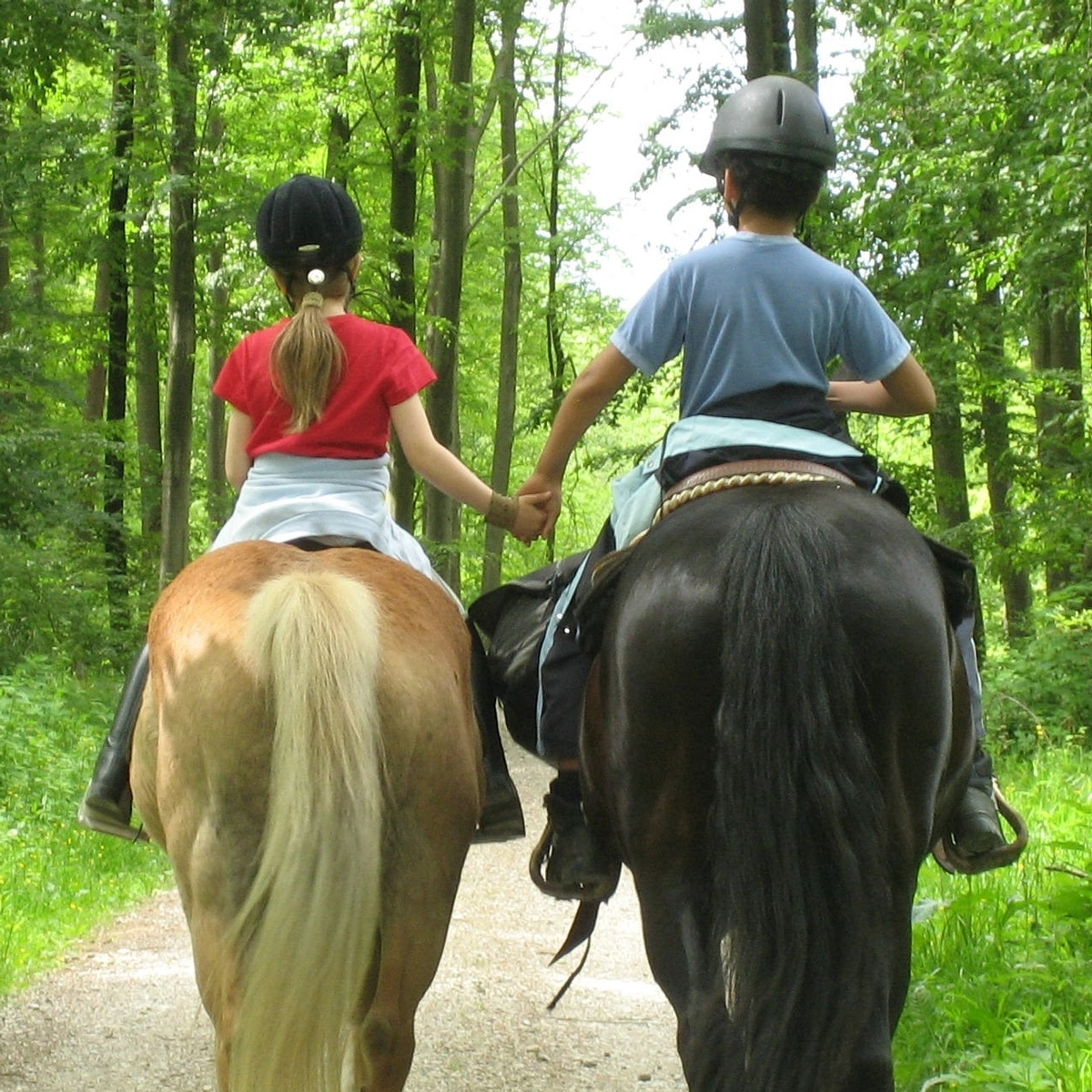 Horse Camp 1